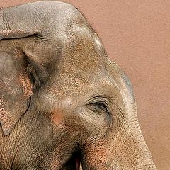 photo "The cheerful elephant"