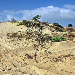 photo "Shady place on the Road in Sands"