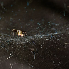 photo "The spider"