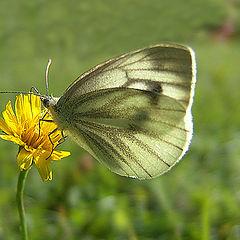 photo "Sweet flower..."