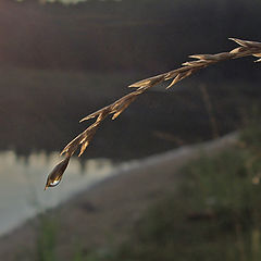 photo "Three sun after a rain"