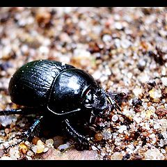 photo "Lucanus cervus"