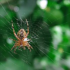 фото "Web дизайнЭр"