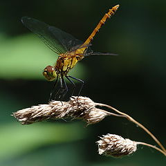 photo "Sympetrum sanguineum"