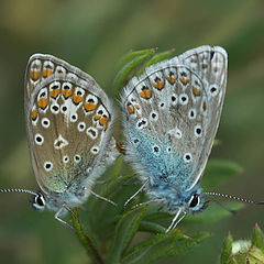 фото "Mating"