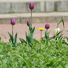 photo "Etude of the desolated flower-bed"