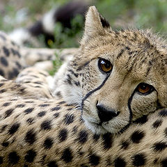 photo "Cheetah"
