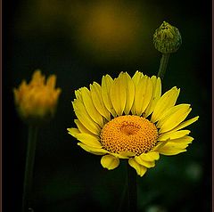фото "sunny and yellow"