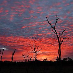 photo "Gwydir dreamtime"