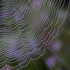 photo "Spider's art"