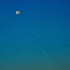 photo "Early Morning Birds"