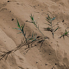 photo "Among the sands - 1"