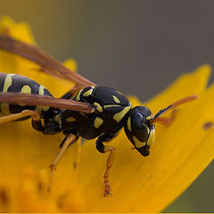 photo "Wasp"