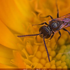 album "Insects, Spiders, all that scrambles"