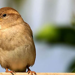 photo "Little bird"