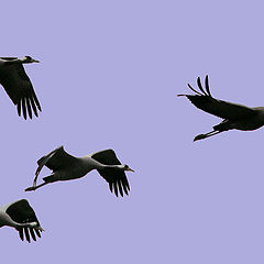 photo "Cranes fly"