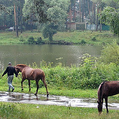 photo "Beautiful horses"