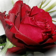 фото "Red rose"