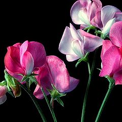 photo "sweet pea"