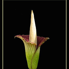 photo "One of the world’s largest flowers"