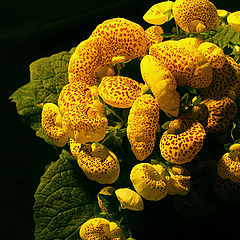 photo "Calceolaria"