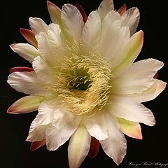 photo "Night blooming cactus blossom !"