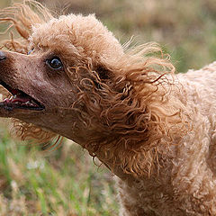 photo "Red poodle"