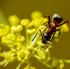 photo "Ant"