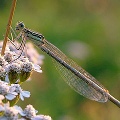 photo "Dragonfly"