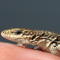 photo "Lizard im my hand"