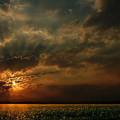 photo "The sun and sunflowers."