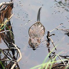 photo "Boss marsh"