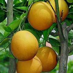 photo "Oranges"