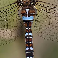 photo "dragonfly torso"