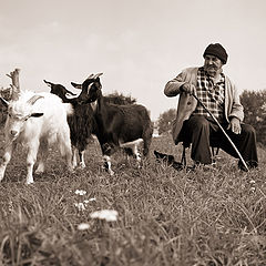 фото "Cуздальский пастух"