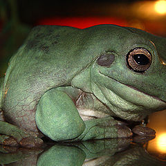 photo "Portrait of the pensive frog..."