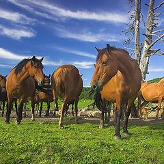 photo "Horse's landscape"