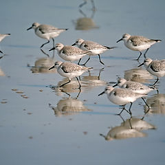 фотоальбом "Birds"