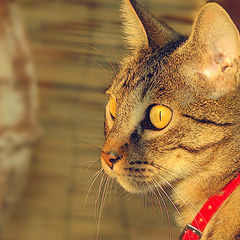 фото "Cat at Sunset"