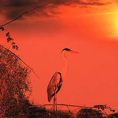 фото "Pantanal / for Berenice"