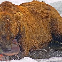 photo "Bad day for the fish...Great day for bear"