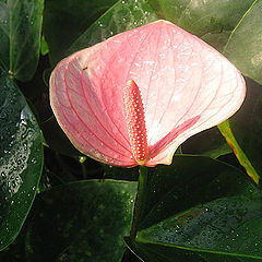 photo "***"