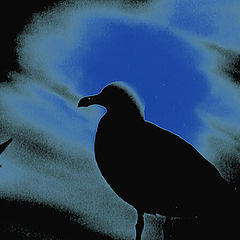 photo "Gulls"