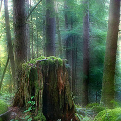 photo "Mistic Stump"