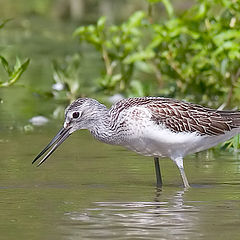 photo "Tringa stagnatilis Bech"