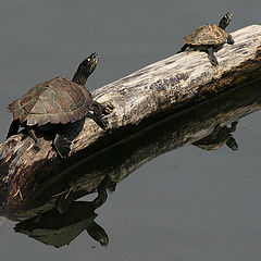 фото "Father and Son"