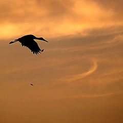 photo "Stork"