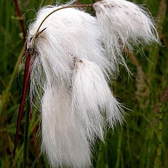 photo "linaigrette"