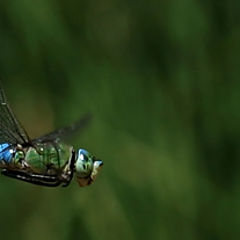 photo "Fly me to the moon, let me see..."