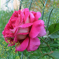 фото "Rose "Kronenbourg""